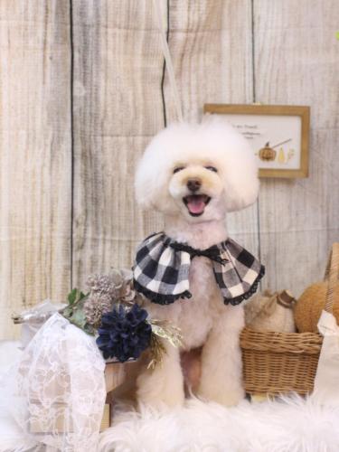 20241022ピッピちゃん